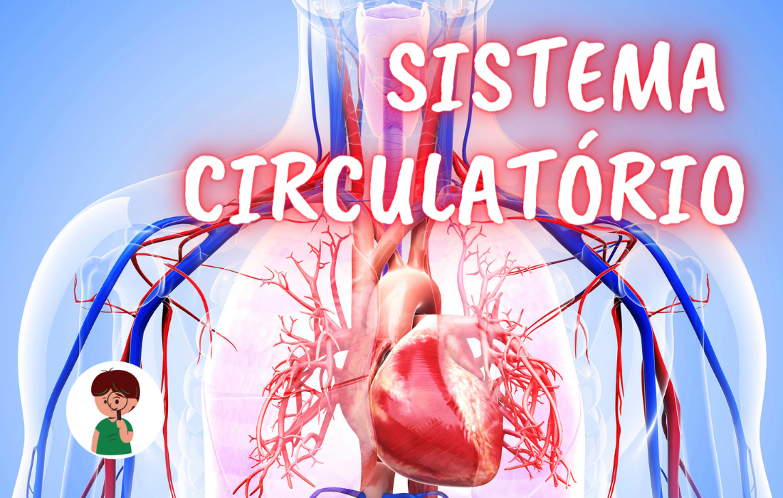 sistema circulatório