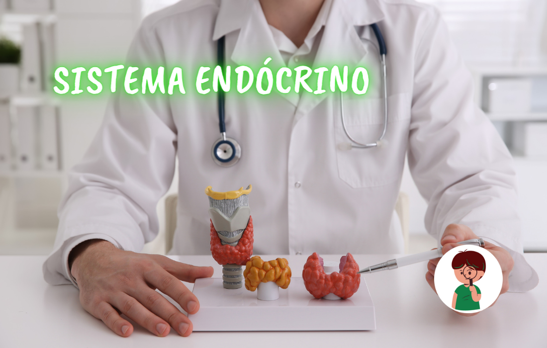 sistema endócrino