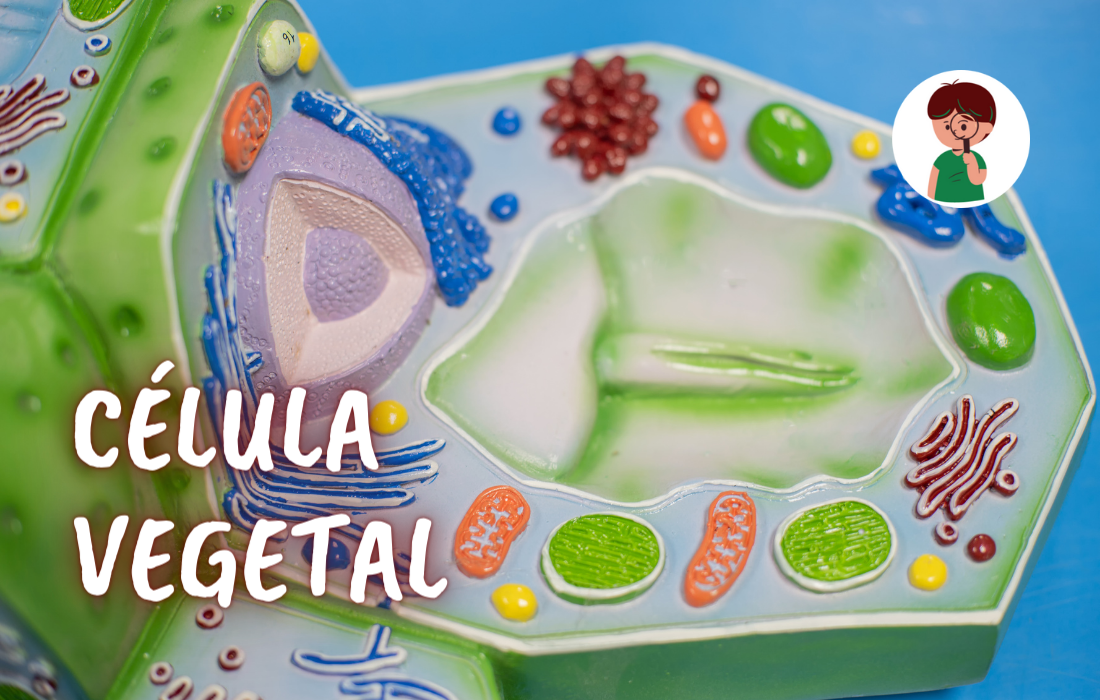CÉLULA VEGETAL
