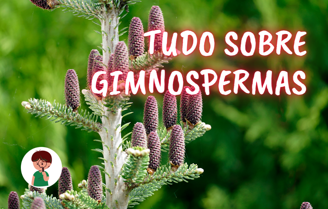 gimnospermas