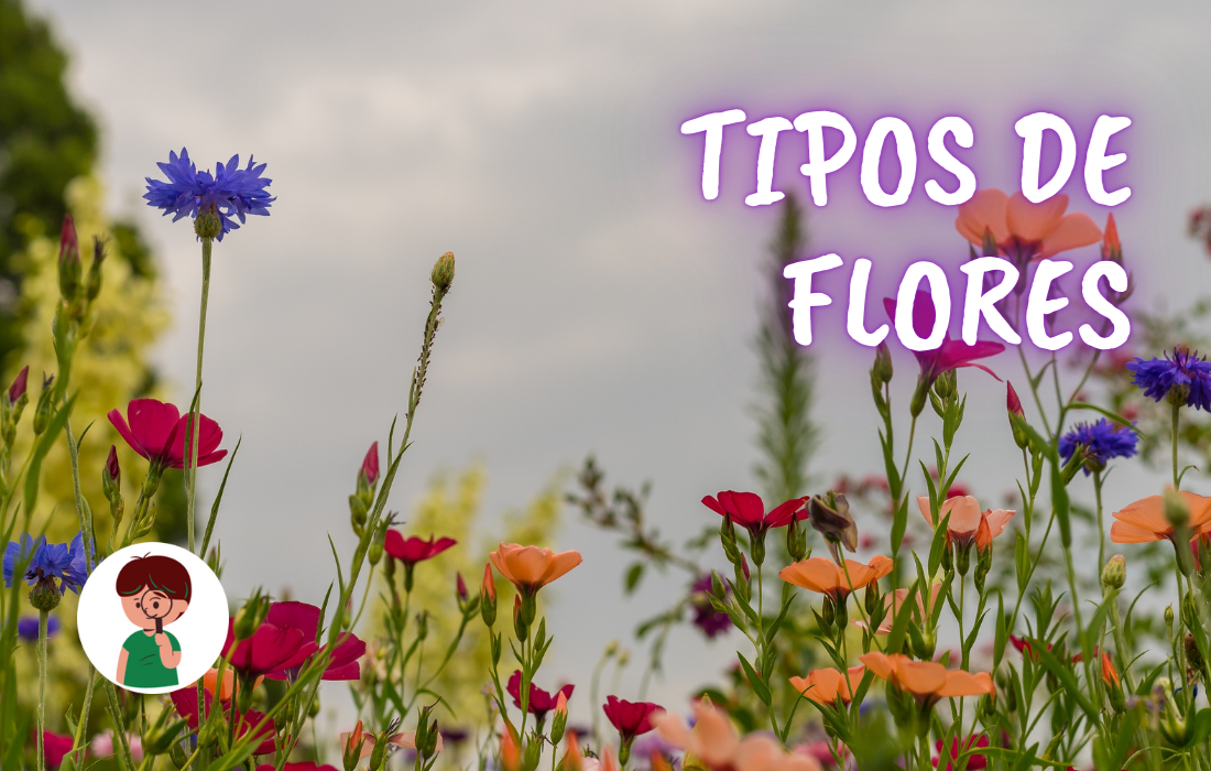 tipos de flores